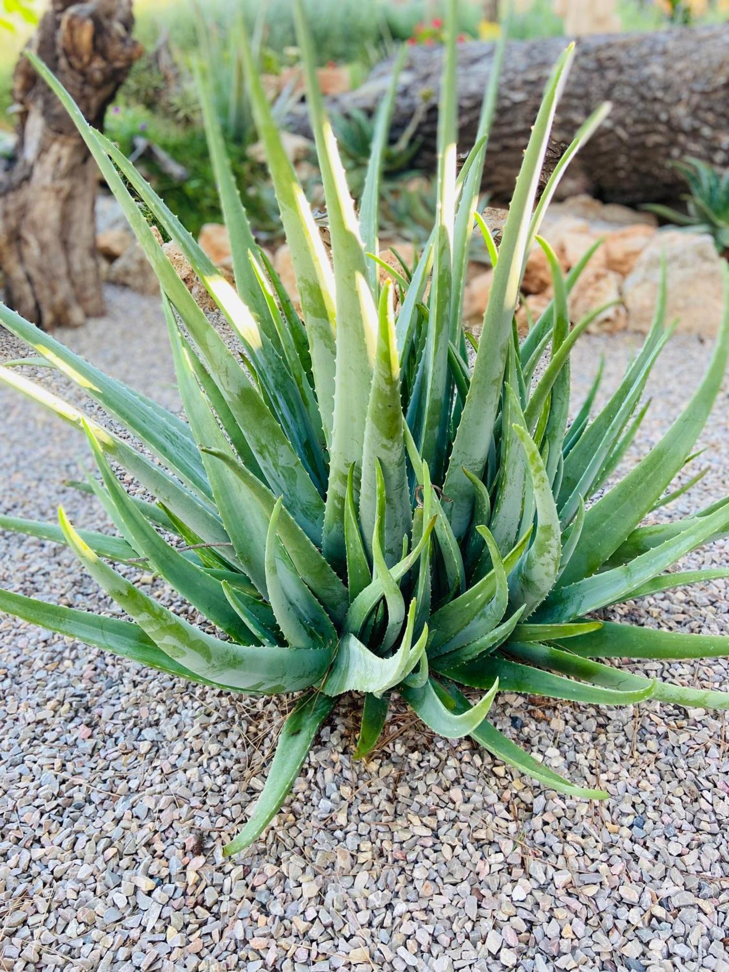 Finca Sa Canova Agroturismo Campos  Eksteriør billede